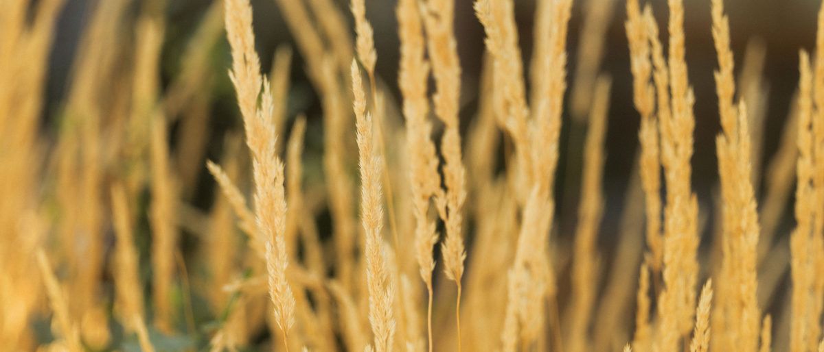 Golden grasses lit by late afternoon sun.