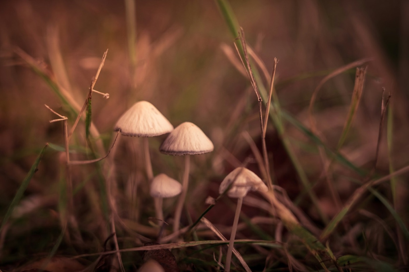 Small pale mushrooms in tall grass at dusk