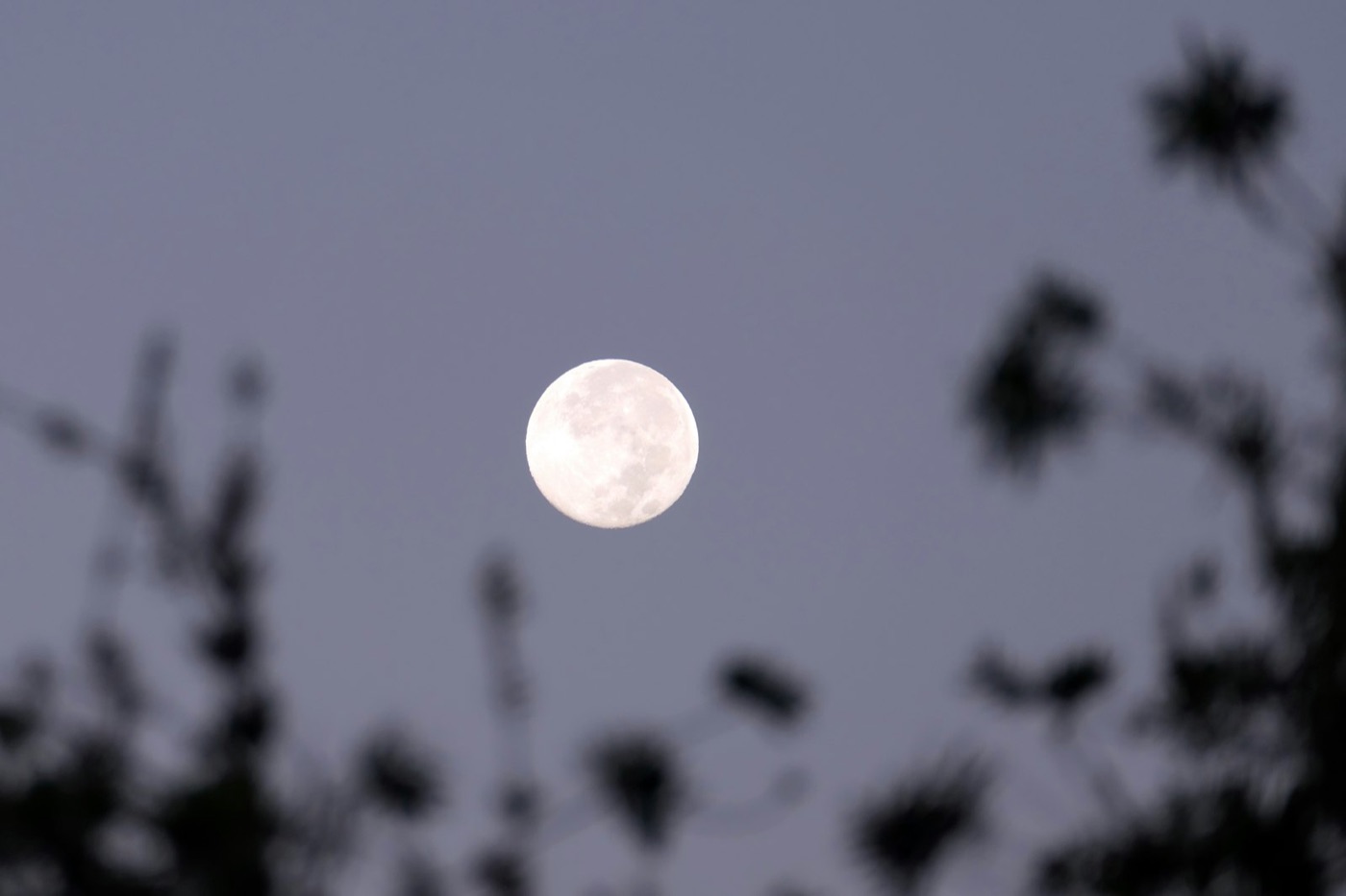 A full moon in a dusky violet sky behind dark branches