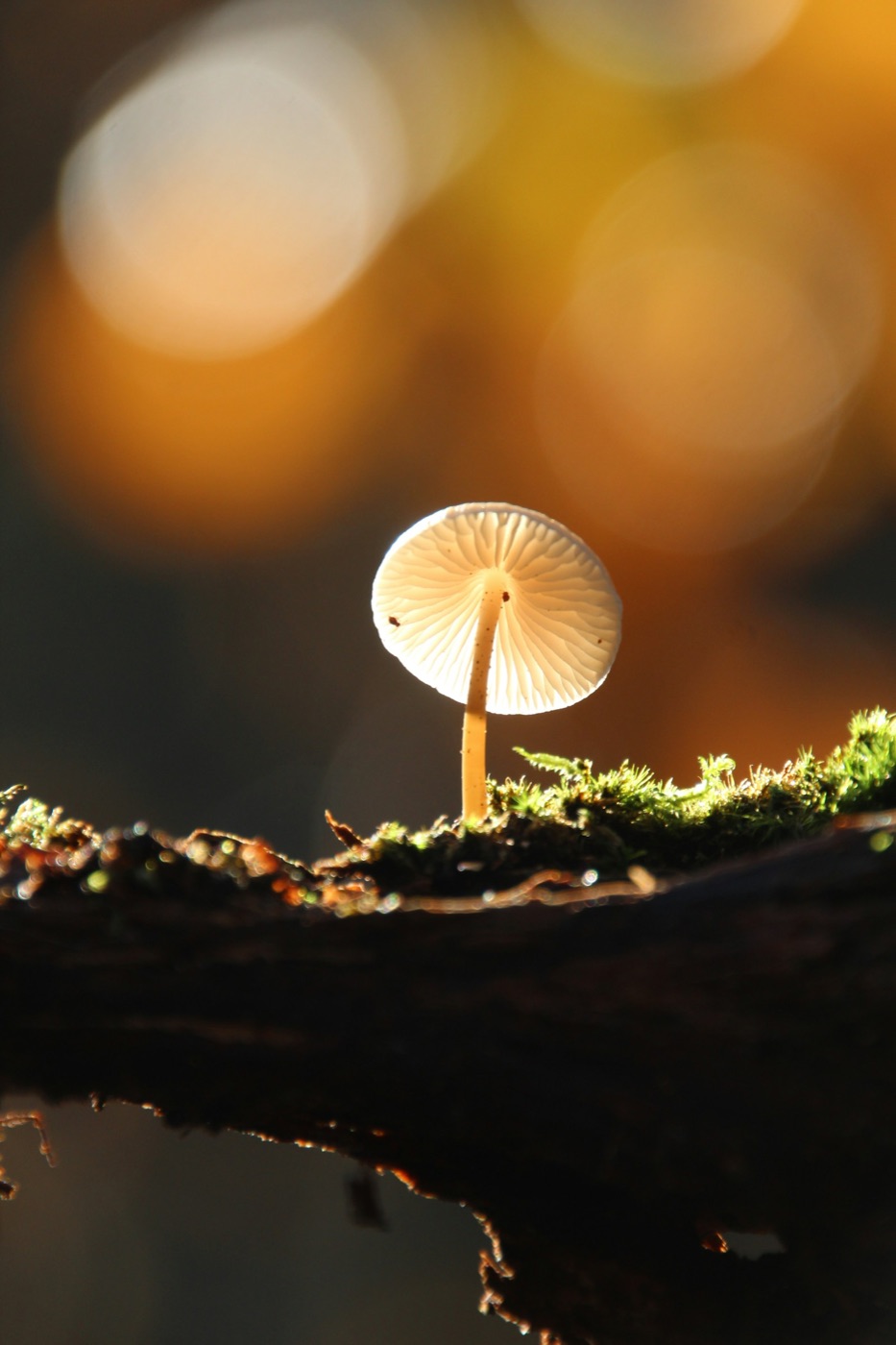 A single mushroom glowing on a mossy log