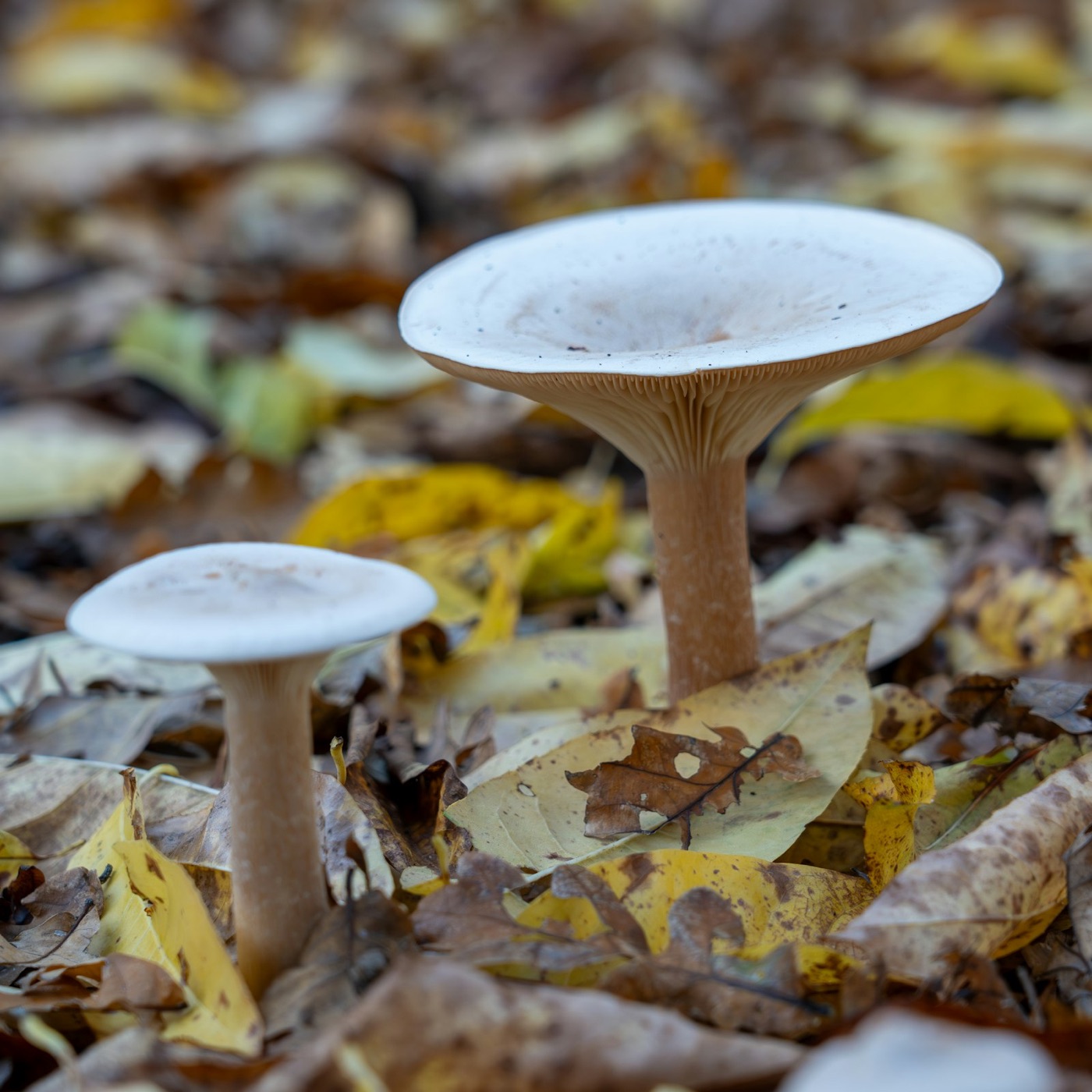 Pale mushrooms rising through fallen yellow leaves